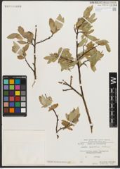 Foto von Salix nuristanica A. K. Skvortsov